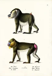ドリル、1824